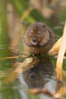 Water vole (Arvicola amphibius) adult rodent animal feeding on a pondweed leaf in a reedbed on a