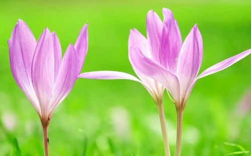 Autumn crocus (Colchium speciosum), September, Saxony, Germany