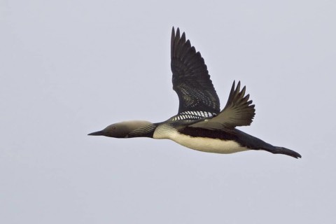Pacific Loon (Gavia pacifica) flying, Manitoba, Canada