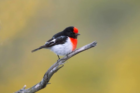 Red-capped Robin (Petroica goodenovii) male perched on a branch, South Australia, Australia