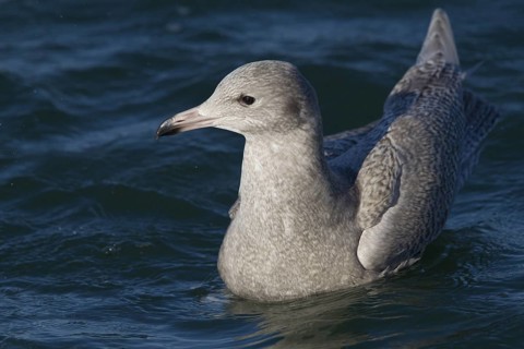 Glaucous Gull (Larus hyperboreus), North Sea, Germany
