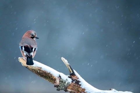 Eurasian Jay (Garrulus glandarius) perched on a branch, Bialowieca National Park, Poland