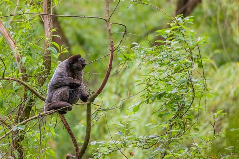 A common woolly monkey, brown woolly monkey, or Humboldt's woolly monkey (Lagothrix lagothricha)