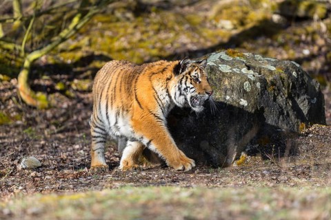 One young female Siberian Tiger, Panthera tigris altaica, walking thru a birch tree forest. Early