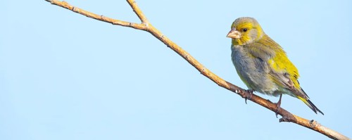 Greenfinch, Greenfinch, European Greenfinch, Western Greenfinch, Carduelis chloris, (Chloris