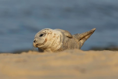 Common or Harbor or Harbour seal (Phoca vitulina) adult animal relaxing on a seaside beach,