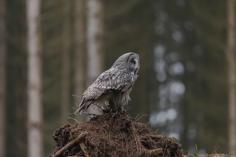 One great grey owl (Strix nebulosa) sitting on the root of a fallen spruce tree