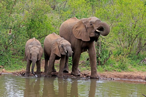 African elephant (Loxodonta africana), juvenile, mother, adult, female, mother with two juveniles,