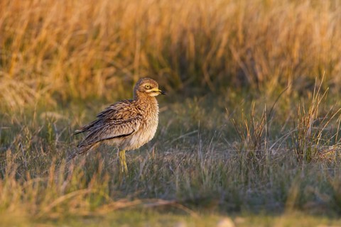 Eurasian Stone-curlew (Burhinus oedicnemus) in field, Dalmatia, Croatia