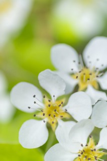 Blossoms of a pear (Pyrus), fruit tree, diffuse background, cropped, portrait format, nature photo,