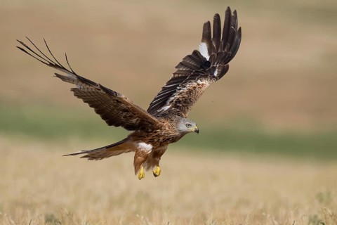 Red Kite (Milvus milvus) flying, Castile-La Mancha, Spain