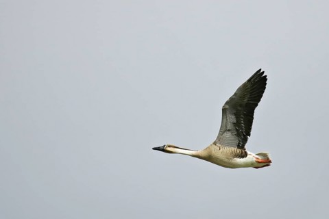 Swan Goose (Anser cygnoides) flying, Buir Lake, Mongolia