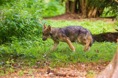 A gray wolf pup (Canis lupus lupus) runs along the edge of a forest on a sunny day