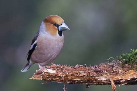 Hawfinch (Coccothraustes coccothraustes) male perched on a branch, North Rhine-Westphalia, Germany