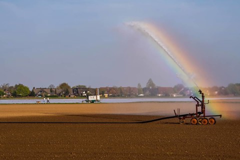 Artificial irrigation of a field, freshly sown, in April, with a sprinkler system, long dry spell