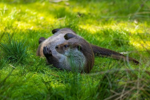 An otter lies playfully on a meadow in a green environment, European otter (Lutra lutra), Germany
