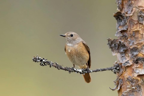 Common Redstart (Phoenicurus phoenicurus) female perched on a branch, Dalarna, Sweden