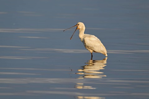 Spoonbill (Platalea leucorodia), standing in the water with open beak, Texel, West Frisian Island,
