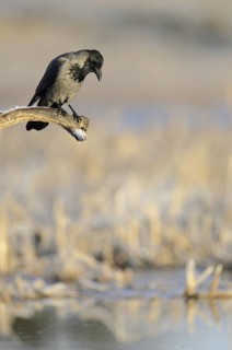 Hooded Crow (Corvus cornix), Mecklenburg-Western Pomerania, Germany