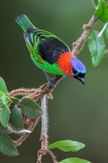 Red-necked Tanager (Tangara cyanocephala) perched on a branch in the Atlantic rainforest of