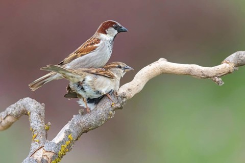 House sparrow, sparrow, (Passer domesticus), songbird, sparrow family, sparrows, perch, biotope,