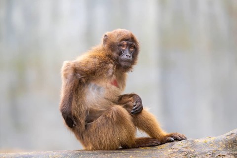 Gelada (Theropithecus gelada) sitting on a tree trunk, captive, Germany