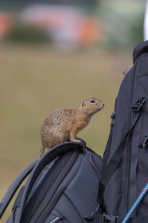 One European ground squirrel (Spermophilus citellus) or European souslik conquering the photo