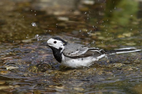 White Wagtail (Motacilla alba) bathing, Mecklenburg-Western Pomerania, Germany