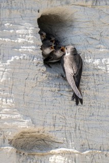 Sand martins (Riparia riparia), Emsland, Lower Saxony, Germany