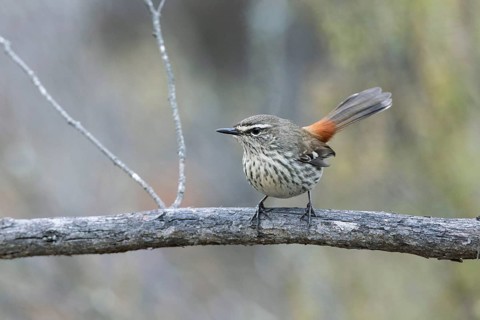 Shy Heathwren (Calamanthus cautus) female perched on a branch, Victoria, Australia