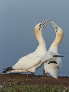 Northern Gannet (Morus bassanus) pair displaying, Schleswig-Holstein, Germany