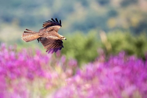 Black Kite (Milvus migrans) flying, Madrid, Spain