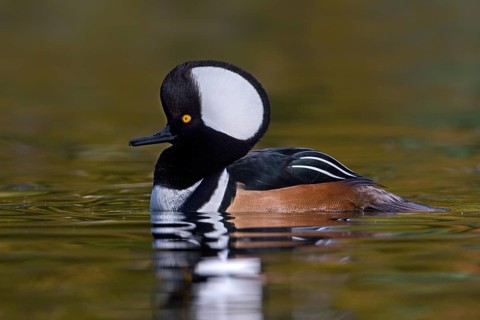Hooded Merganser (Lophodytes cucullatus) male, British Columbia, Canada