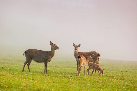 Two female sambar deer with two fawns (Rusa unicolor) standing in a meadow in dense fog