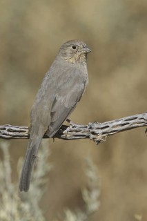 Canyon Towhee (Melozone fusca), New Mexico, USA