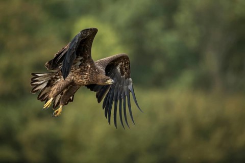 White-tailed Eagle (Haliaeetus albicilla) juvenile flying, Poland