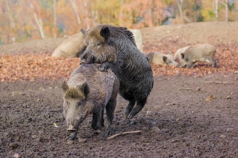 Two wild boar or wild pig (Sus scrofa), mate on an opening
