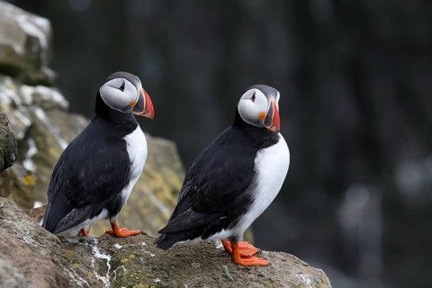 Atlantic Puffin, Common Puffin. Fratercula arctica, at the cliffs of Latrabjarg, Iceland