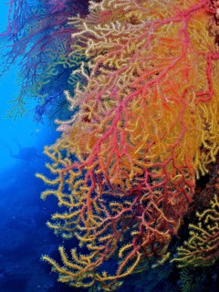 Violescent sea-whip (Paramuricea clavata), dive site Iles Medes, L' Estartit, Costa Brava, Spain,
