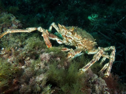 A European spider crab (Maja squinado) moves over rocks covered with algae, dive site Giens