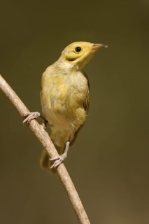 Yellow-tinted Honeyeater (Ptilotula flavescens), Western Australia, Australia