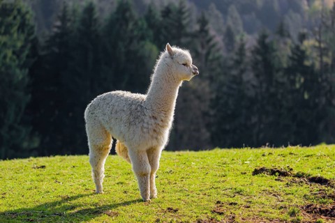 One young white Alpaca (Vicugna pacos) stands on a green meadow . A forest is in the distant