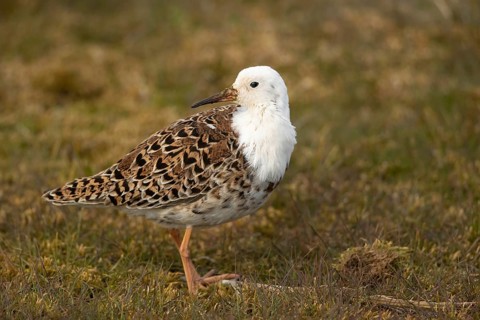 Ruff (Calidris pugnax) male, Smaland, Sweden