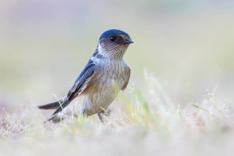 Tree Martin (Petrochelidon nigricans) perched on the ground, Victoria, Australia