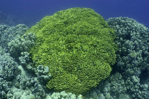 Yellow lettuce coral (Turbinaria reniformis)
