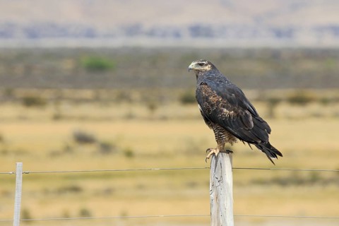 Aguja, lat.Geranoaetus melanoleucus, Vogel im Jugendkleid auf Weidepfahl in Steppenlandschaft