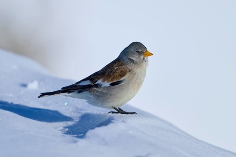 Snowfinch (Montifringilla nivalis), sitting on a snowy surface under a clear sky, Gemmi Pass,