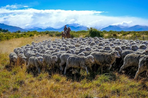 El Calafate, Patagonia, Argentina, Gaucha on a horse drives a flock of sheep through the Patagonian