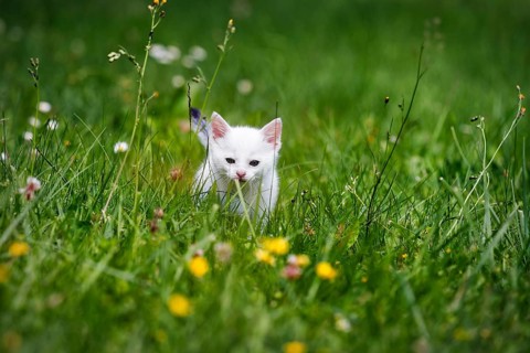 White kitten, felidae (Felis silvestris catus), running anxiously across a flowering meadow,