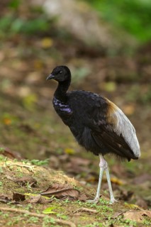 Grey-winged Trumpeter (Psophia crepitans) on the forest floor in the Amazon in Ecuador